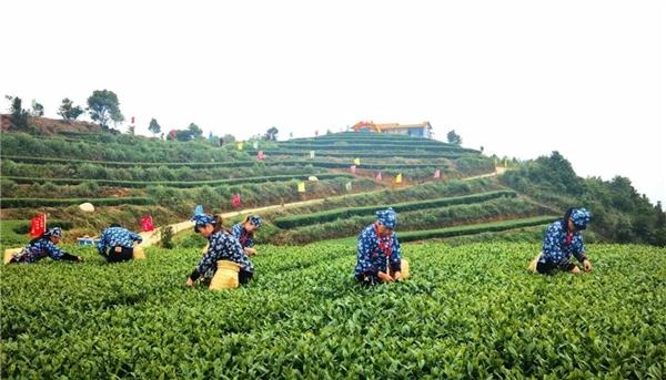 福建平和：柚茶巧融合 传统焕新生