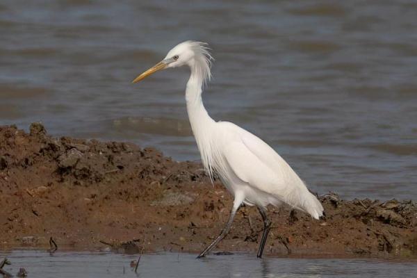 周龙杰摄"往年在翔安大嶝大桥附近海域,曾观测到过黄嘴白鹭的身影.