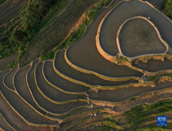 “瞰”梯田:水影天光紫鹊界 “瞰”梯田:水影天光紫鹊界