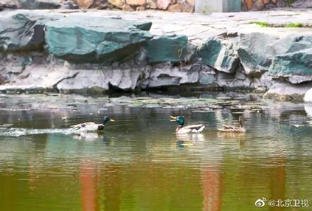 又见绿头鸭情归香山静翠湖