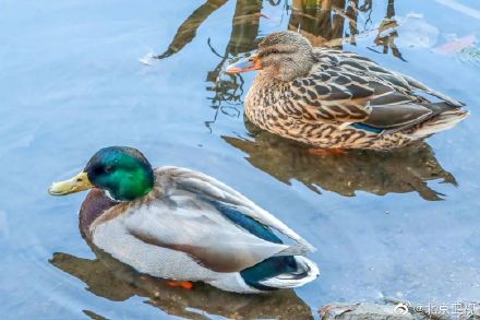 又见绿头鸭情归香山静翠湖