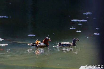 又见绿头鸭情归香山静翠湖
