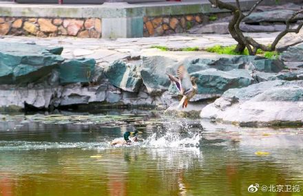 又见绿头鸭情归香山静翠湖