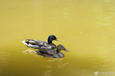 又见绿头鸭情归香山静翠湖