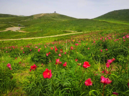 美得像壁纸!边境线上芍药谷花开正艳 美得像壁纸!边境线上芍药谷花开正艳