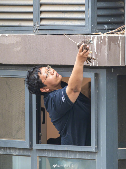 北京一小区发现红隼雏幼鸟 送雏鸟回家是最好的救助