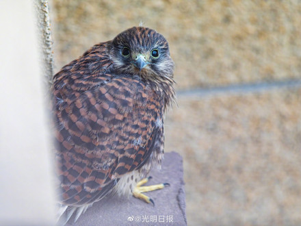 北京一小区发现红隼雏幼鸟 送雏鸟回家是最好的救助