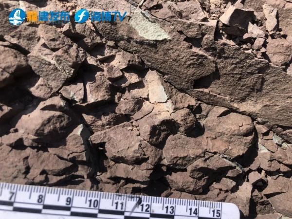 重大突破!福建上杭首次发现恐龙蛋 重大突破!福建上杭首次发现恐龙蛋