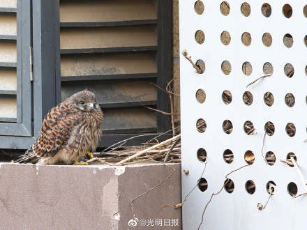北京一小区发现红隼雏幼鸟 送雏鸟回家是最好的救助