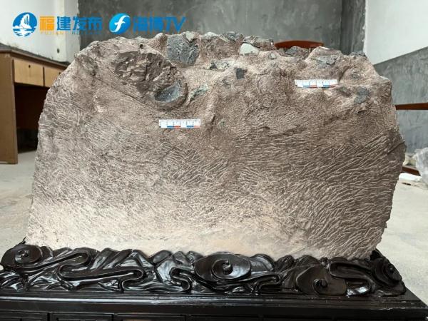 重大突破!福建上杭首次发现恐龙蛋 重大突破!福建上杭首次发现恐龙蛋