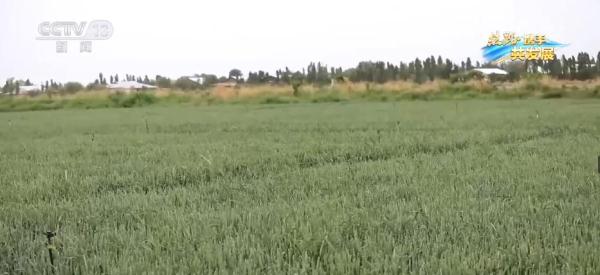 中国力量让布斯坦灌溉渠重焕生机 增加百姓收入 提高生活质量 中国力量让布斯坦灌溉渠重焕生机 增加百姓收入 提高生活质量