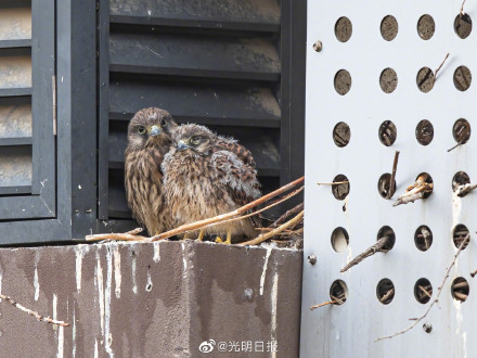 北京一小区发现红隼雏幼鸟 送雏鸟回家是最好的救助