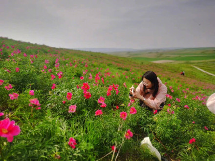 美得像壁纸!边境线上芍药谷花开正艳 美得像壁纸!边境线上芍药谷花开正艳