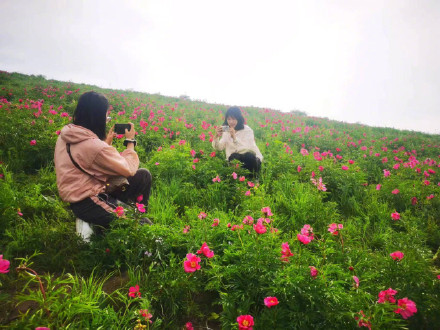 美得像壁纸!边境线上芍药谷花开正艳 美得像壁纸!边境线上芍药谷花开正艳