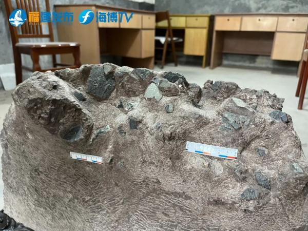 重大突破!福建上杭首次发现恐龙蛋 重大突破!福建上杭首次发现恐龙蛋
