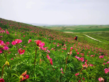 美得像壁纸!边境线上芍药谷花开正艳 美得像壁纸!边境线上芍药谷花开正艳