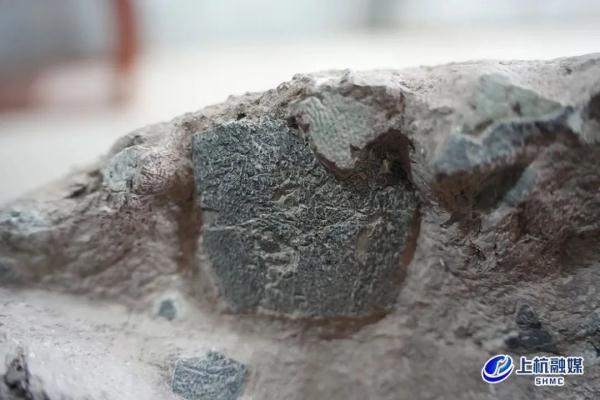 重大突破!福建上杭首次发现恐龙蛋 重大突破!福建上杭首次发现恐龙蛋