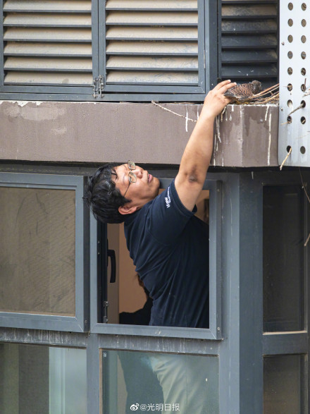 北京一小区发现红隼雏幼鸟 送雏鸟回家是最好的救助