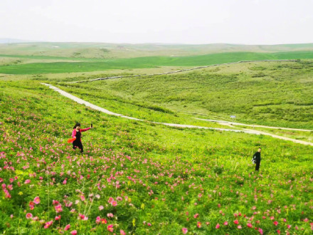 美得像壁纸!边境线上芍药谷花开正艳 美得像壁纸!边境线上芍药谷花开正艳