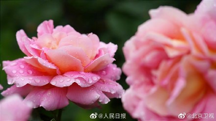 好美！雨后月季高清特写