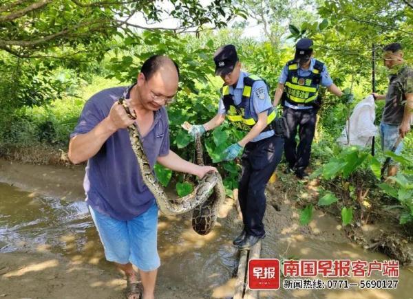 当心！眼镜蛇、蟒蛇出没，居民被吓一跳