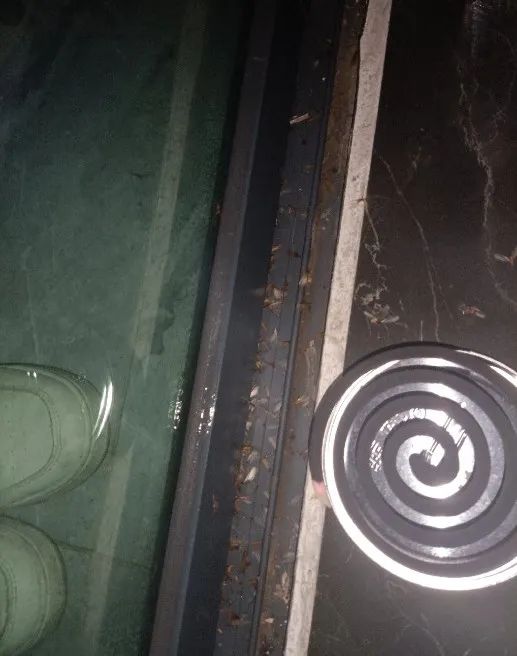 比暴雨更可怕！广西近期出现这个小虫，铺天盖地！危害还不小→