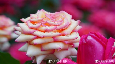 好美！雨后月季高清特写