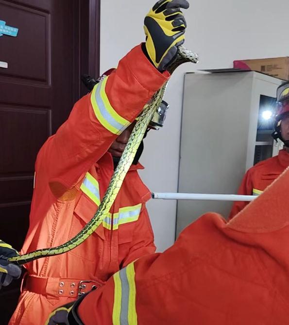 野生蛇类出没 安徽多地最新提示