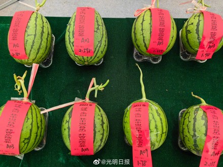 山东昌乐西瓜节展出330个新品种