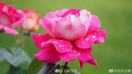 好美！雨后月季高清特写