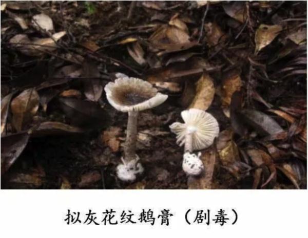 “毒王”蘑菇或有解药了！