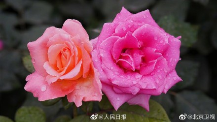 好美！雨后月季高清特写