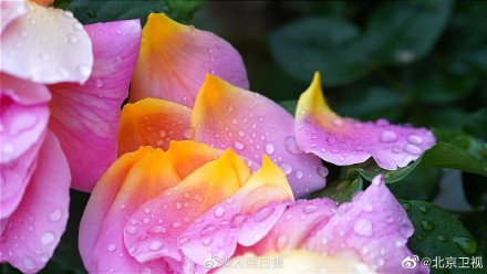 好美！雨后月季高清特写