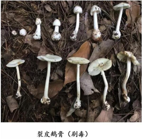 “毒王”蘑菇或有解药了！