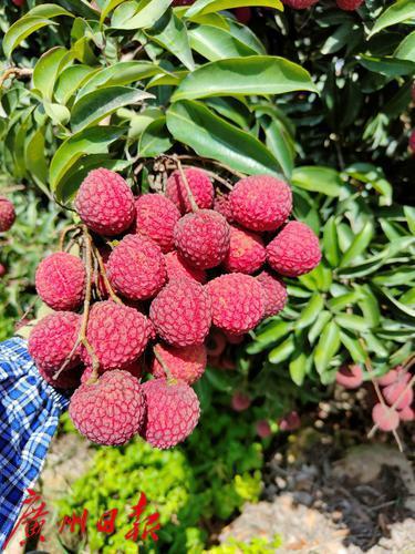 出口六大洲，广东荔枝何以成为“世界级水果”？