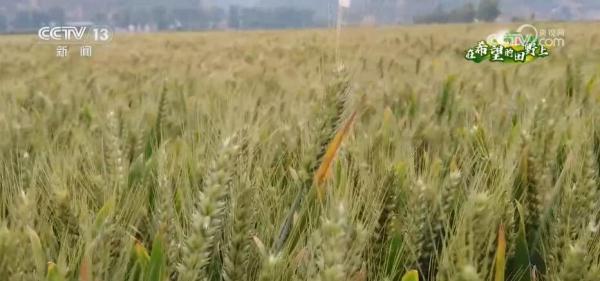 守好丰收“防线” 河南各级农业部门多措并举确保220万亩小麦丰产