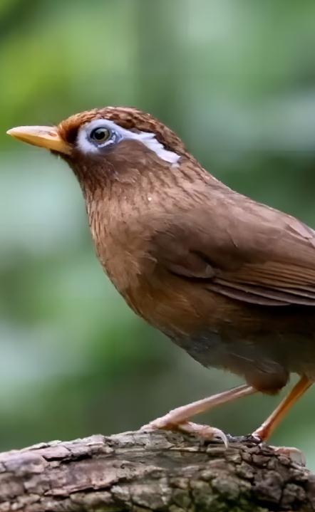 大爷遛弯捡到一只鸟竟来头不小