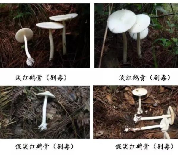 “毒王”蘑菇或有解药了！