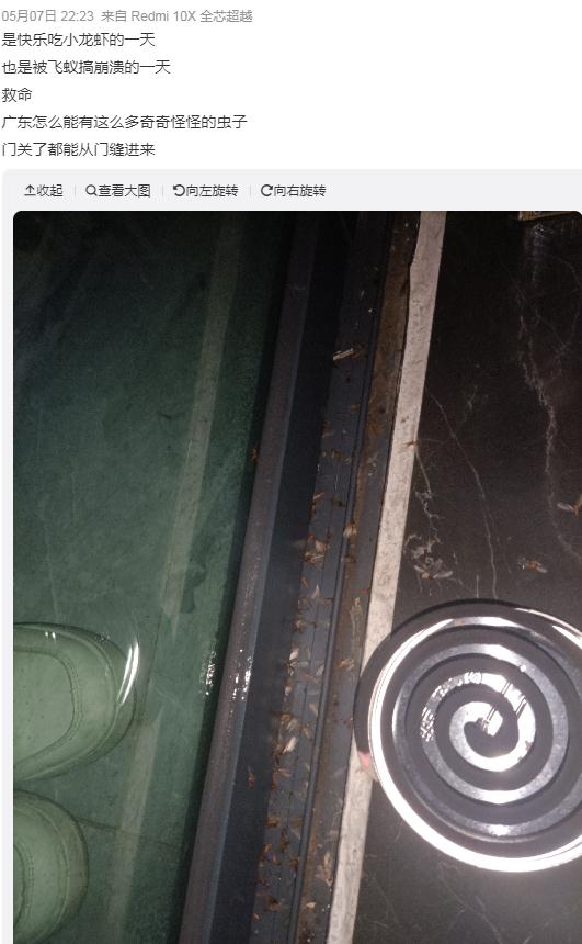 你不要过来啊!“水蚁大军”出没中,密恐慎入…… 你不要过来啊!“水蚁大军”出没中,密恐慎入……