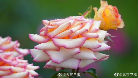 好美！雨后月季高清特写