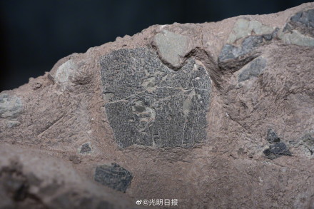 福建上杭县首次发现恐龙蛋化石