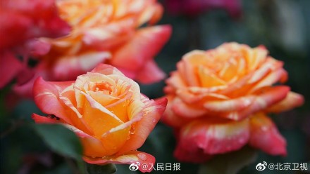 好美！雨后月季高清特写