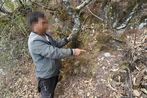 云南两男子上山捡菌 发现獐子粪便后却起了歪心思