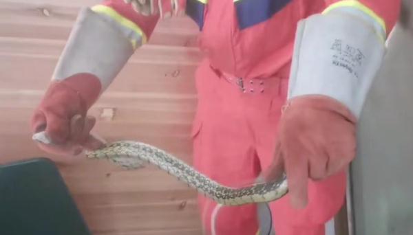 野生蛇类出没 安徽多地最新提示