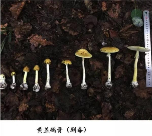 “毒王”蘑菇或有解药了！