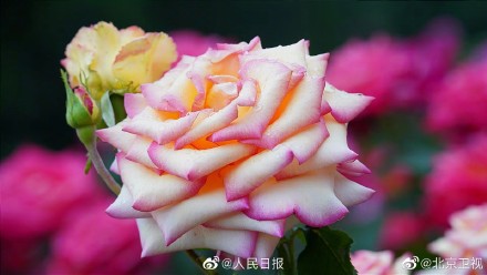 好美！雨后月季高清特写