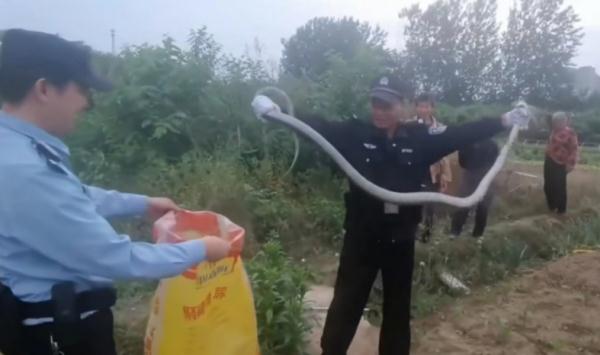 野生蛇类出没 安徽多地最新提示