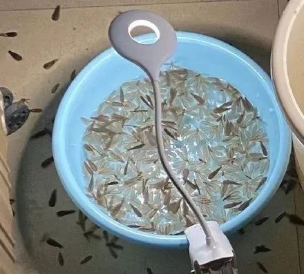 你不要过来啊!“水蚁大军”出没中,密恐慎入…… 你不要过来啊!“水蚁大军”出没中,密恐慎入……