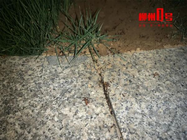 比暴雨更可怕！广西近期出现这个小虫，铺天盖地！危害还不小→