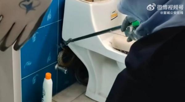 野生蛇类出没 安徽多地最新提示